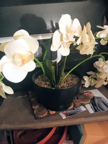 Artificial White Orchid in Black Pot WITH BASE FREE DELIVERY