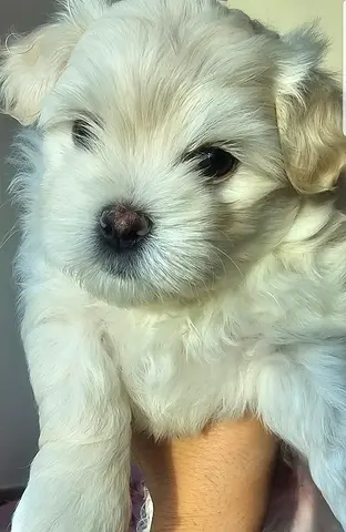 Maltese puppies جراء مالتيز