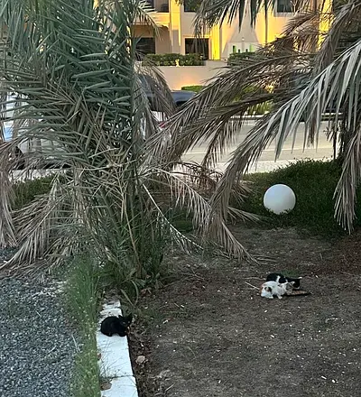 Adorable smart 3 kittens for free.