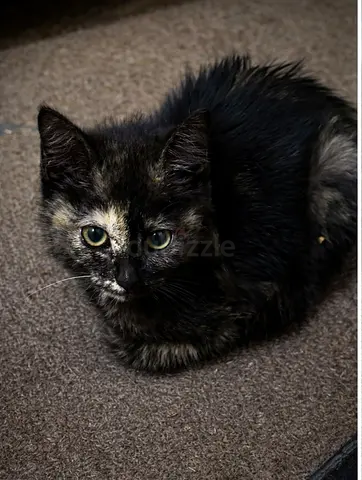 Free kitten For Adoption