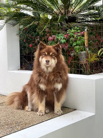 Finnish Lapphund for Adoption