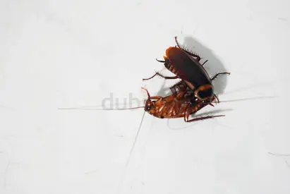 Fight pest problems indoor and outdoor