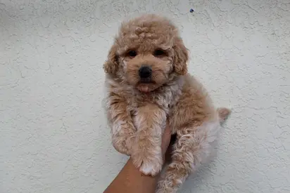 Tiny apricot Poodle puppy — ready for a loving home
