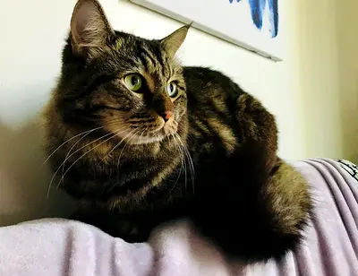 Gentle, loving cat looking for a kind home