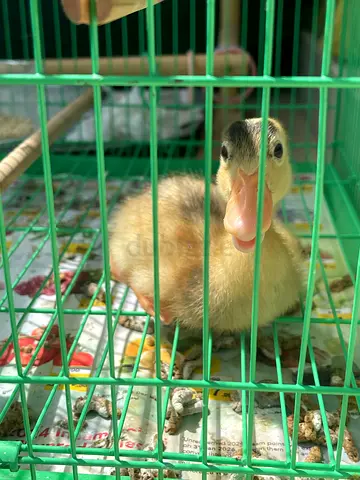 duckling available for free adoption — healthy and hand-raised