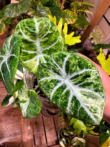 Alocasia Ninja Albo Splash. Aed325/-. Pickup near financial center metro station. Delivery can be ar