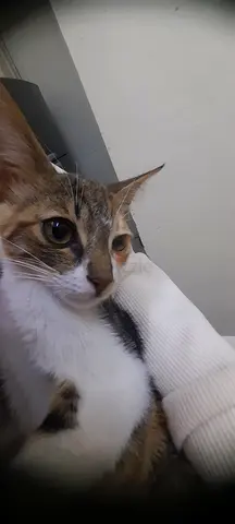 Free kitten For Adoption