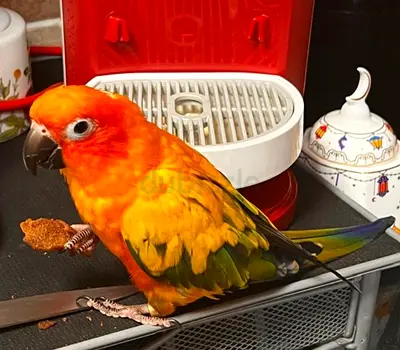 Lost my lovely bird