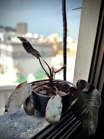 Indoor plants