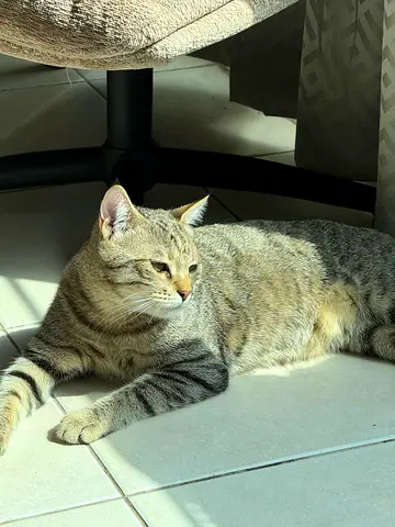 Young tabby cat, healthy and playful - looking for new home with free carrier