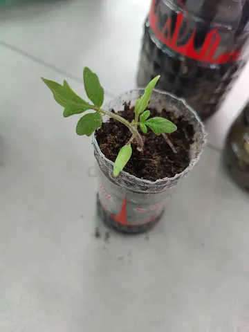 Tomato Seedlings-Home grown plantsbasil Seeds,4 o clock flower seeds