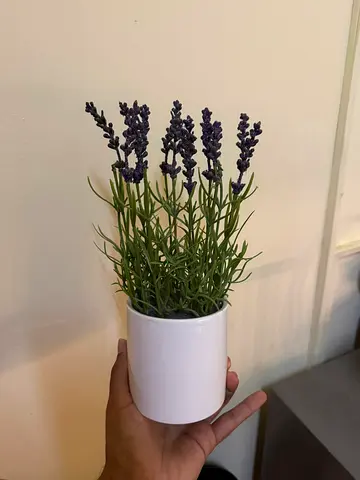 Small White Pot with Artificial Lavender Plant