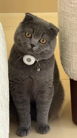 1-year-old male Scottish Fold cat, For Adoption