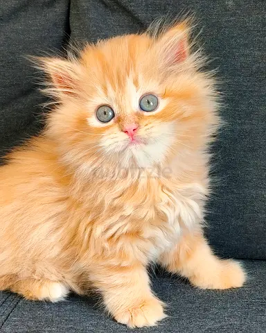 Adorable Pure Persian Kittens