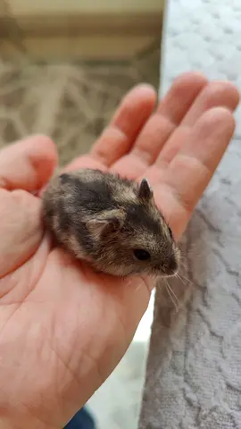Adorable hamsters for a loving home!