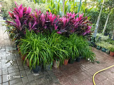 Yucca with Cordiline