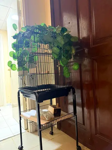 Spacious bird cage that comes with a sturdy stand, food, toy and egg box.