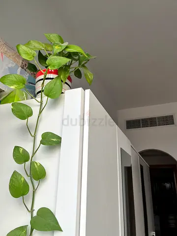 plants