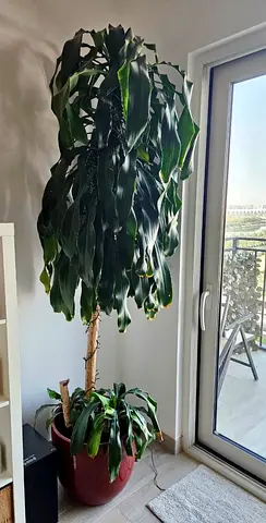 Huge house plant over 2 m
