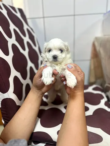 Young Maltese puppy — 6 weeks, friendly and healthy