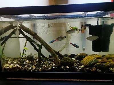 Aquarium with live plants, led light, stones.