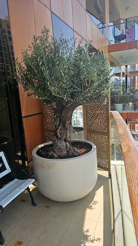 Olive tree