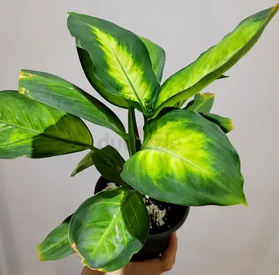 Dumb Cane - Indoor Plant