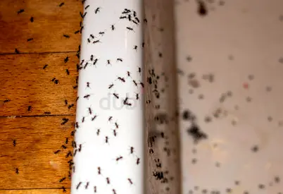 Commercial and residential pest control service