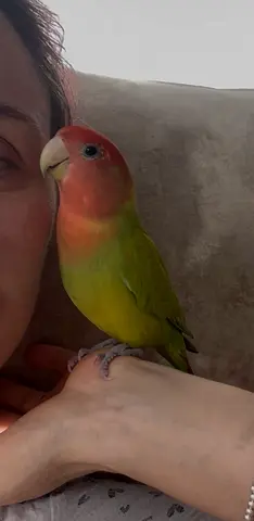 Lost parrot love bird