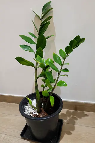 Healthy ZZ Plant (Zamioculcas zamiifolia) - Indoor Houseplant