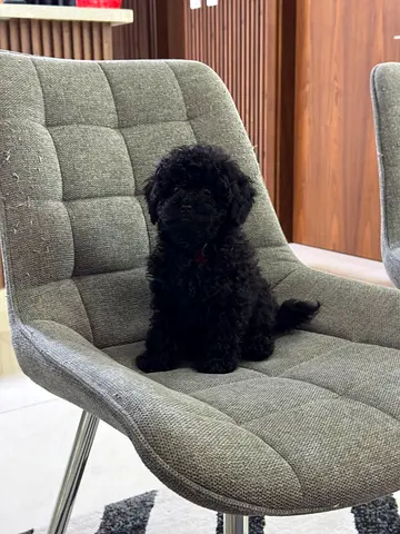 Poodle Puppy for adoption