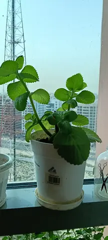 Plants