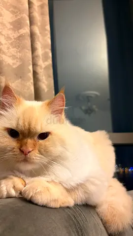 Himalayan Cat for Adoption