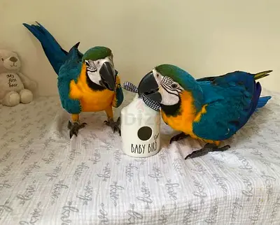 Blue and Gold macaw parrots