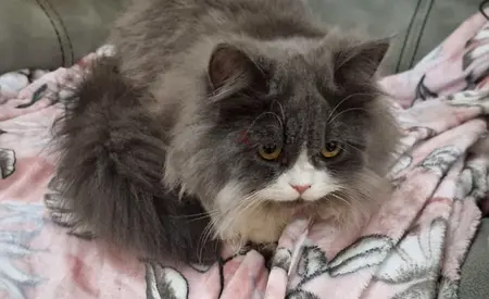 Cat for adoption Parisian   جميل جدا قط للتبني شيرازي