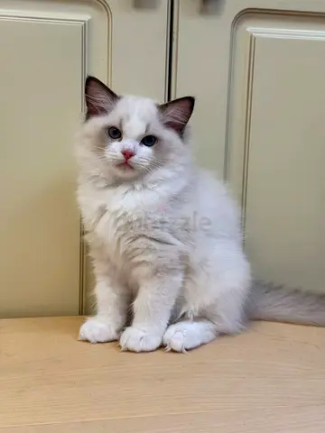 Ragdoll kitten free for adoption