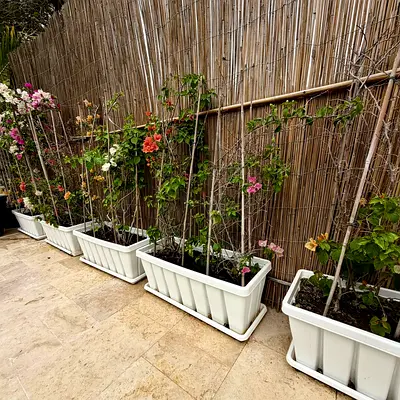 Healthy Bougainvillea Plants in White Outdoor Planter Boxes with Trays