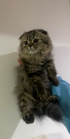 female Scottish Fold Kitten