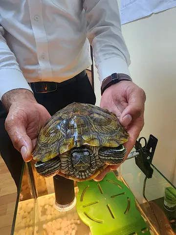 Turtle with Full Aquarium Setup – Ready to Use