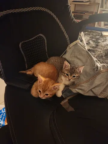 2 Kittens for Adoption in Sharjah