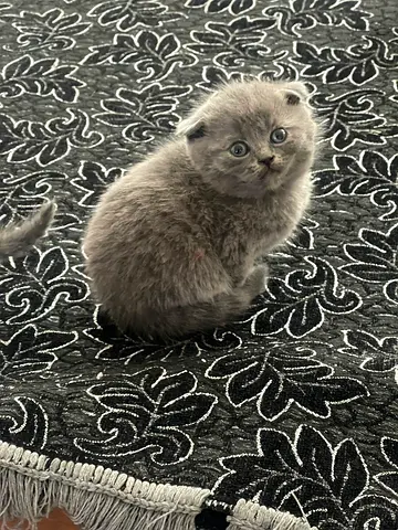 Pure Scottish Fold