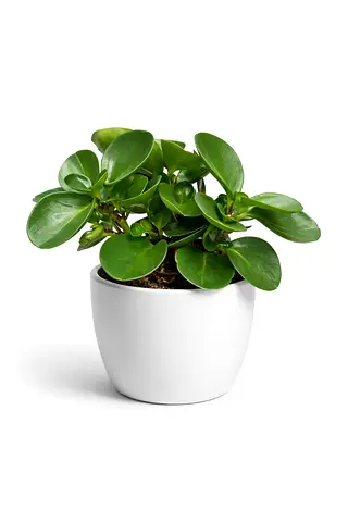 Peperomia – Radiator Plant (20–30cm) | Compact Indoor Green Plant
