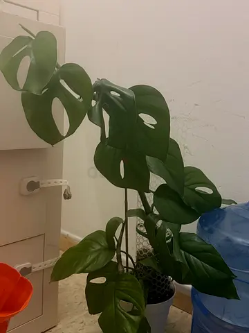 Monstera raphidophora  - Healthy Potted Plant