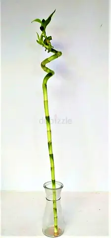 plants