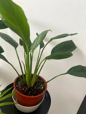 Indoor plants for sale – Spathiphy