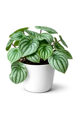 Watermelon Peperomia (Peperomia argyreia) – 30–40cm | Origin: Holland | AED 95
