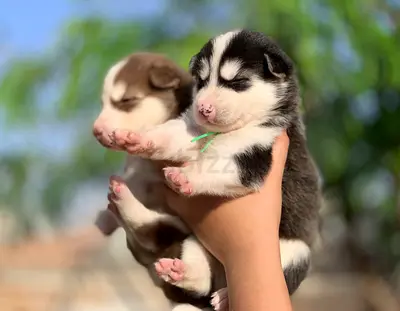 ⭐ Siberian Husky ⭐ 2 ½ month old, ready to leave home