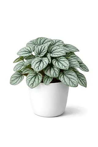 Peperomia ‘Mystique’ – 30–40cm | Origin: Holland | AED 85