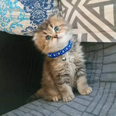 Chinchilla gold shaded boy kitten