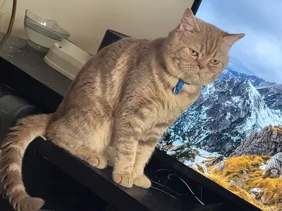 Cat for free adoption